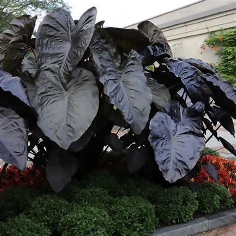 How do you care for a mammoth elephant ear? Elephant Ear Bulbs - Jumbo Diamond Head | Spring Flower ...