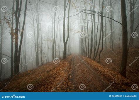 Mysterious Dark Forest With Fog And Road In Autumn Stock Photo Image