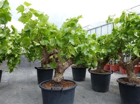 Vitis Vinifera Weinstock Weinrebe Weintraube In Großer Auswahl In