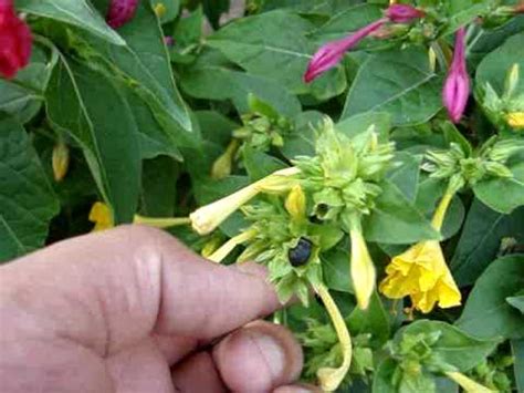Americanmeadows.com has been visited by 10k+ users in the past month Collecting Four O' Clock Seeds - YouTube