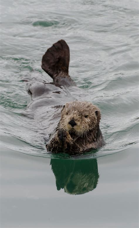 Sea Otter Oregon Kelp Alliance