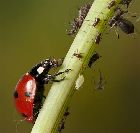 Integrated Pest Management Ipm Thousand Oaks Ca