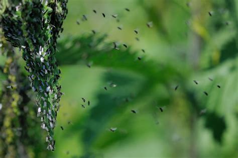 Gnat Exterminator Jacksonville Fl Pest Control For Gnats