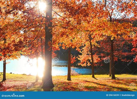 Sunny Autumn Day Stock Photo Image 59616039