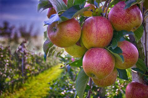 Free Images Apple Branch Fruit Flower Orchard Food Produce