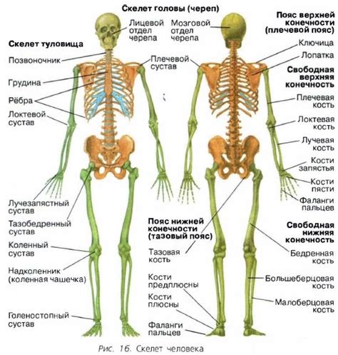 Скелет человека. соединение костей. скелет головы - биология - Я Биолог