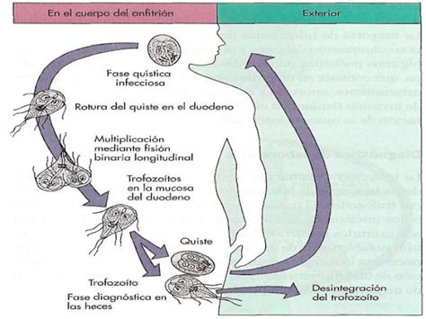 Parasitologia Tercer Semestre P4 Ciclo De Vida De La Giardia Lamblia