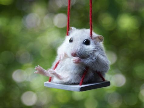 Hamster On A Swing Teh Cute