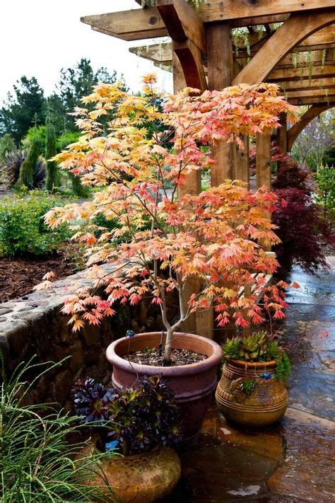110 Trees In Pots Ideas Potted Trees Plants Garden Design