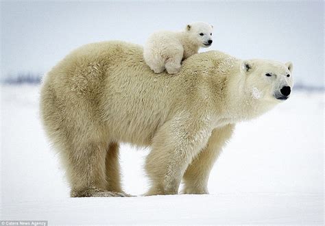 Cute Polar Bear Cub Gets A Lift In Set Of Heartwarming Images Polar