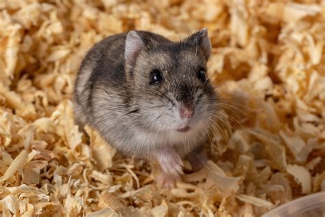 The Five Most Popular Hamster Breeds Petmd