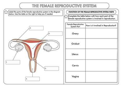 Gcse Worksheets On Human Reproduction By Beckystoke Teaching