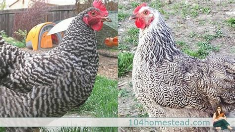 Feather Patterns And Comb Styles Of Chickens
