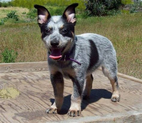 Check spelling or type a new query. Miniature Queensland Heelers! I didn't know heelers came ...