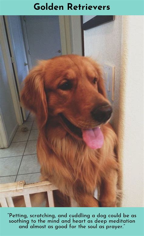 Dark red akc registered golden retriever puppies born february 11! Red Golden Retriever Puppies For Sale Near Me