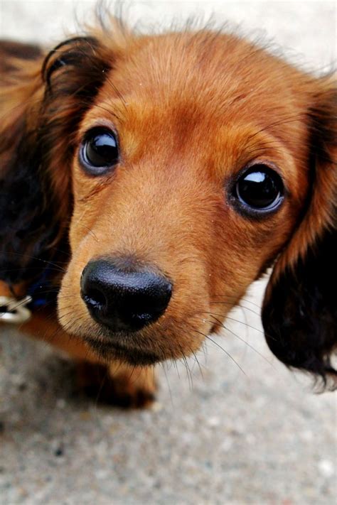 Dapple doxie, your breeder of choice in colorado for miniature dachshund puppies. Dapple Dachshund Puppies Colorado - Animal Friends