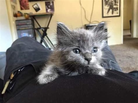 Price of russian blue for sale. Russian Blue Mix Kitten for Sale in Chula Vista ...