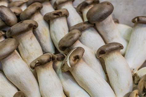 Growing Mushrooms In Hydroponics A Full Guide Gardening Tips