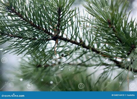 Pine Tree Closeup Stock Photo Image Of Beauty Environment 84014410