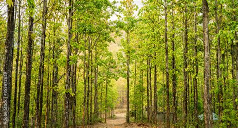 Sal Trees In A Forest In Hetauda Nepal Sal Is Also Known As Shorea