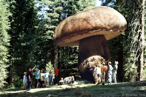 Fact Check Claim About Worlds Largest Fungus Uses Altered Images
