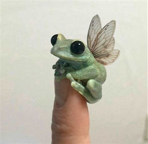 frog🐸 in 2021 | Pet frogs, Cute baby animals, Frog pictures