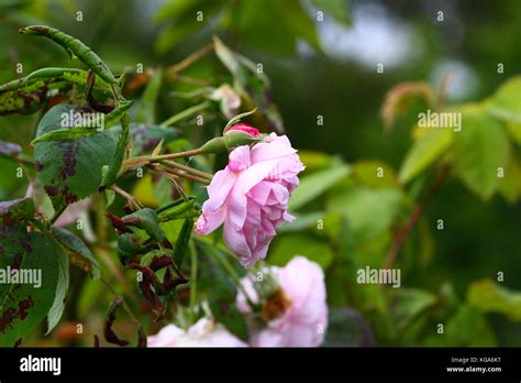 Pink Roses In Full Bloom Stock Photo Alamy