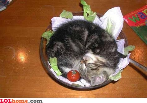 Cat Salad