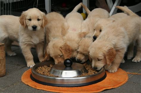 Ich hatte das noch in der schublade. Kosten, Anschaffung & Co: Alles über Golden-Retriever-Welpen