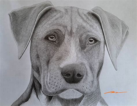 Images Of Dogs To Draw