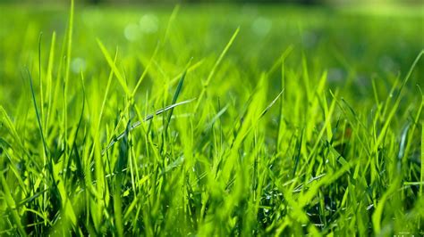 How to make my lawn greener. Fresh green grass.Wallpaper for Android - APK Download