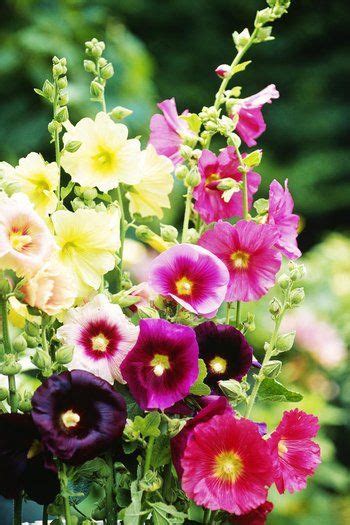 Headstone saddle, grave, gravestone saddle, deco mesh flower arrangement, tombstone arrangement, cemetery arrangements, cemetery flowers. The Best Long-Flowering Plants for Summer Gardens ...