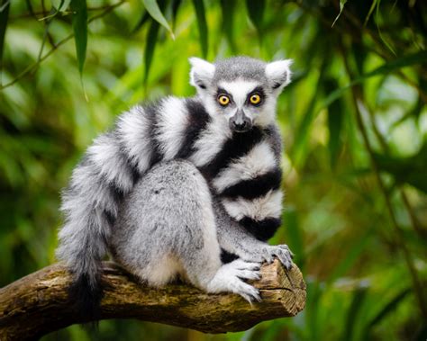 Ring Tailed Lemur Facts Diet Habitat And Pictures On Animaliabio