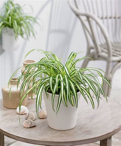 Check spelling or type a new query. Spider Plant Care Indoors | Growing Spider Plants Indoors ...