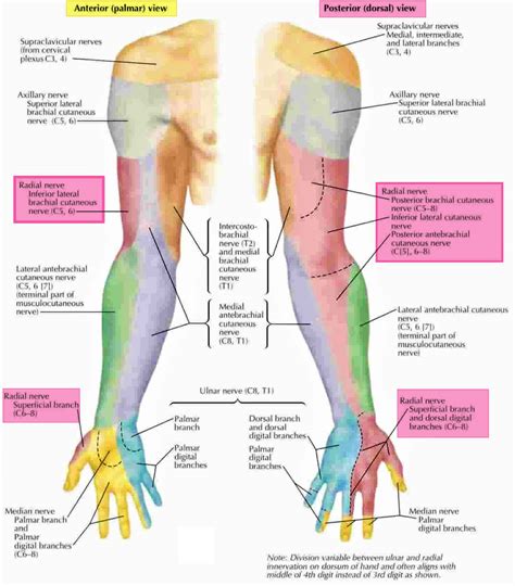 Dermatome Of Upper Limb Human Body Anatomy Radial Nerve Median Nerve