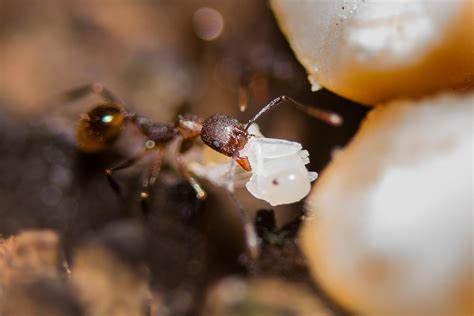 Ant Carries Another Ant Pupa In Its Jaws Rnatureismetal