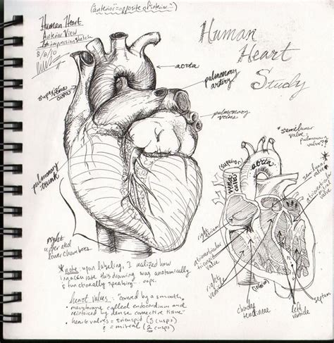 Human Heart Sketchbook Study By Bluesytealyren On Deviantart Sketch