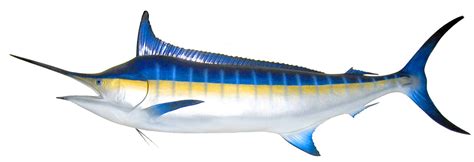 Dulu, singapura pernah direpotkan oleh ikan todak. SLASHING...: Ikan Oh Ikan