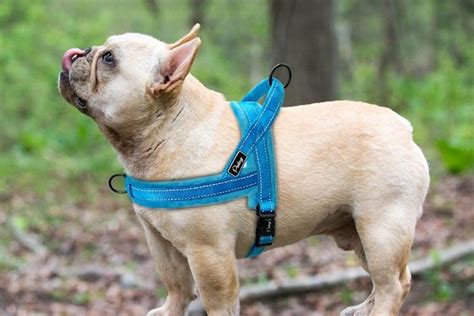7 Best Dog Harness For French Bulldog Mypetcarejoy