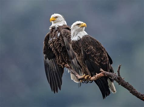 Pair Of Bald Eagles On A Branch