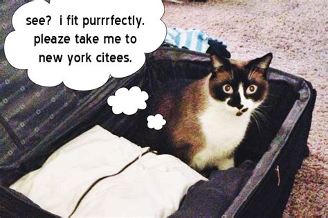 Apply to pet sitter jobs now hiring on indeed.co.uk, the world's largest job site. New York City, Day 1 Pictures - THIS MOM'S GONNA SNAP!