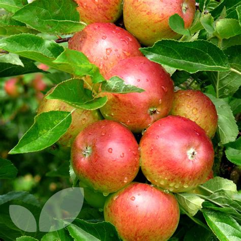 The tree varieties that grow best indoors are those that make. Fiesta Apple Trees | Online Fruit Trees | Blackmoor Nurseries