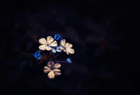 Water, smoke, blue flower white background. plants, Macro, Black, Flowers Wallpapers HD / Desktop and ...