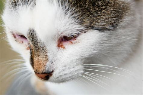 Cat Eye Discharge How To Treat Different Types Of Feline Eye Issues