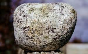 Investigadores en suiza crackean genéticamente la producción de ámbar gris. 竜涎香"浮かぶ金塊"を探そう!