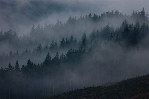 Pin By Velleity On Feros Forest Misty Forest Nature Landscape