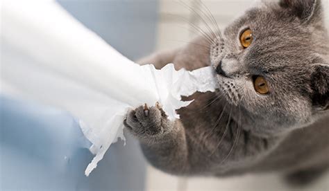 Why Is My Cat Shredding All My Toilet Paper