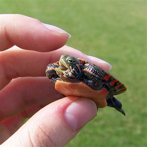 Baby snapping turtle for sale at super low prices. weirdbuglady: Hatchling