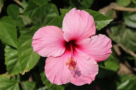 How To Grow Hibiscus Plants And Care For Them Check How This Guide
