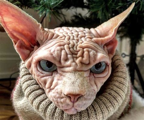 Instagram Is Obsessed With This Cat Which Looks Like A Wrinkled Brain